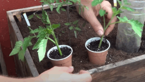 Plantar esquejes de tomate en tierra correctamente