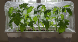 Microclima para esquejes de tomate con plástico